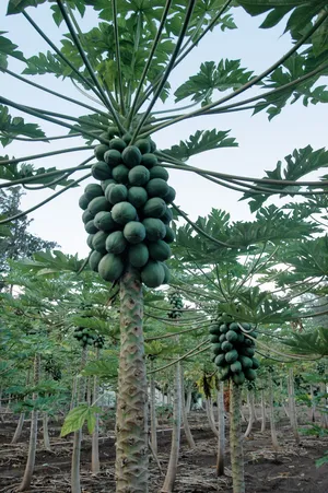 Papaya-Tall.webp