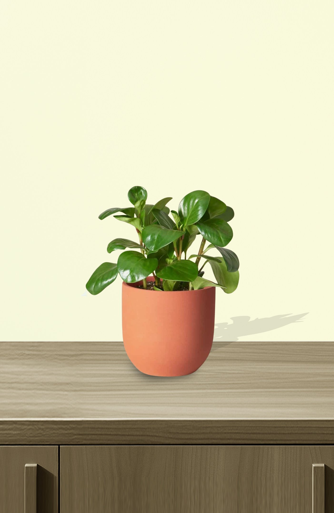 Peperomia-Obtusifolia-1.jpg