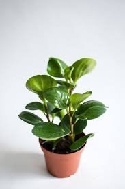Peperomia-Obtusifolia.jpeg