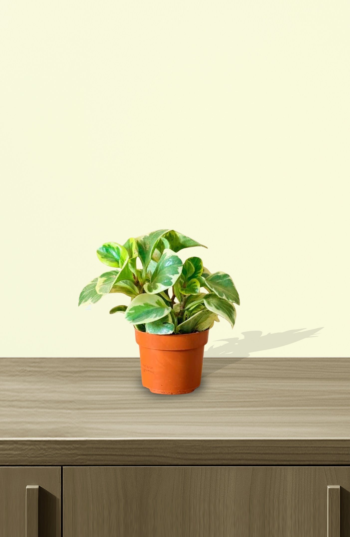 Peperomia-White-Marble-1.jpg
