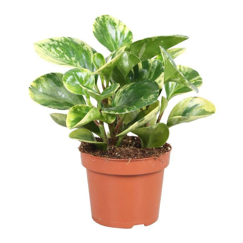 Peperomia-White-Marble-gp.webp