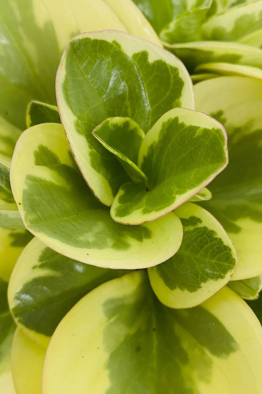 Peperomia_Marble_-1-_plantshopme