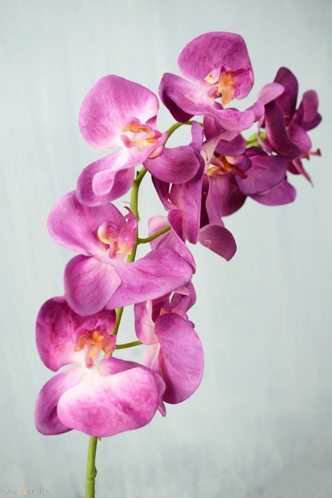 Phalaenopsis-Orchid-Holland-Single-Stem-1.jpg
