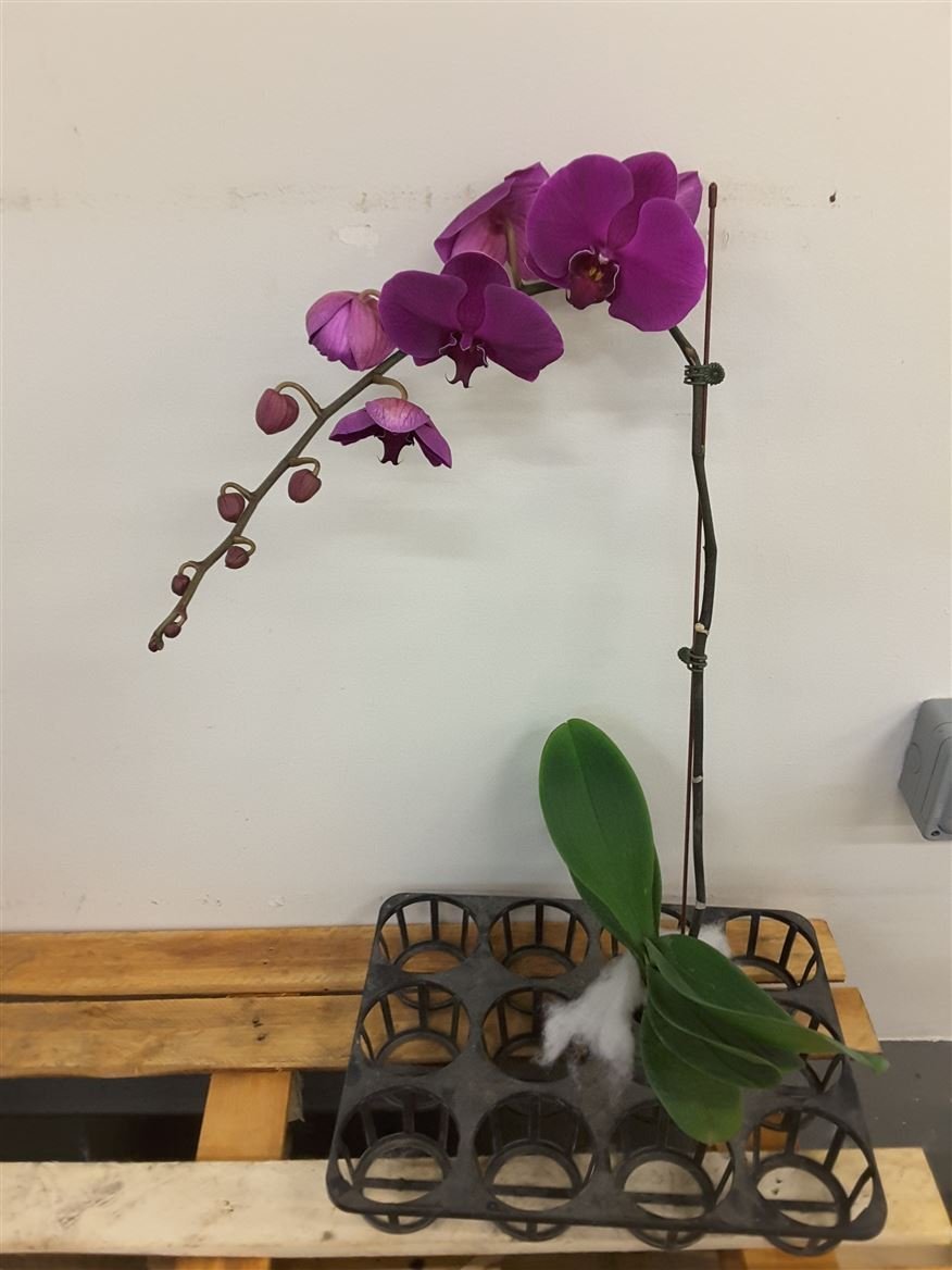Phalaenopsis-Orchid-Holland-Single-Stem-3.jpg