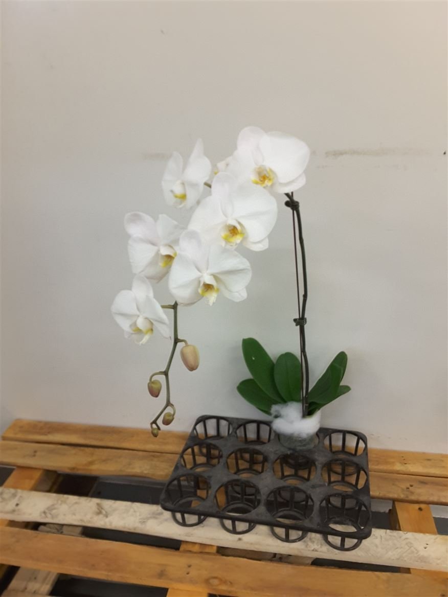 Phalaenopsis-Orchid-Holland-Single-Stem-4.jpg