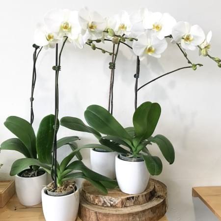 Phalaenopsis-Orchid-Holland-Single-Stem.jpg