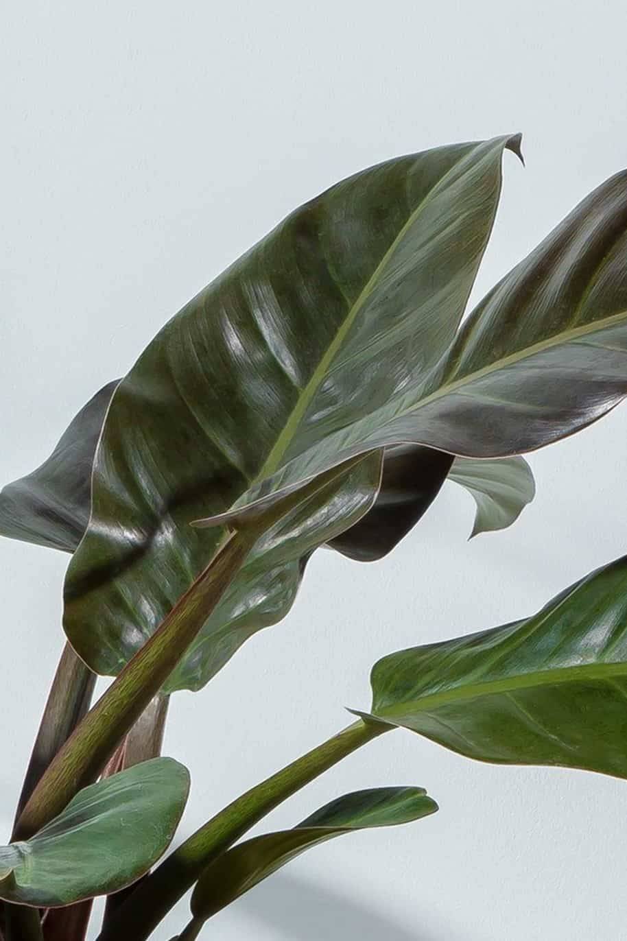 Philodendron-Imperial-Red