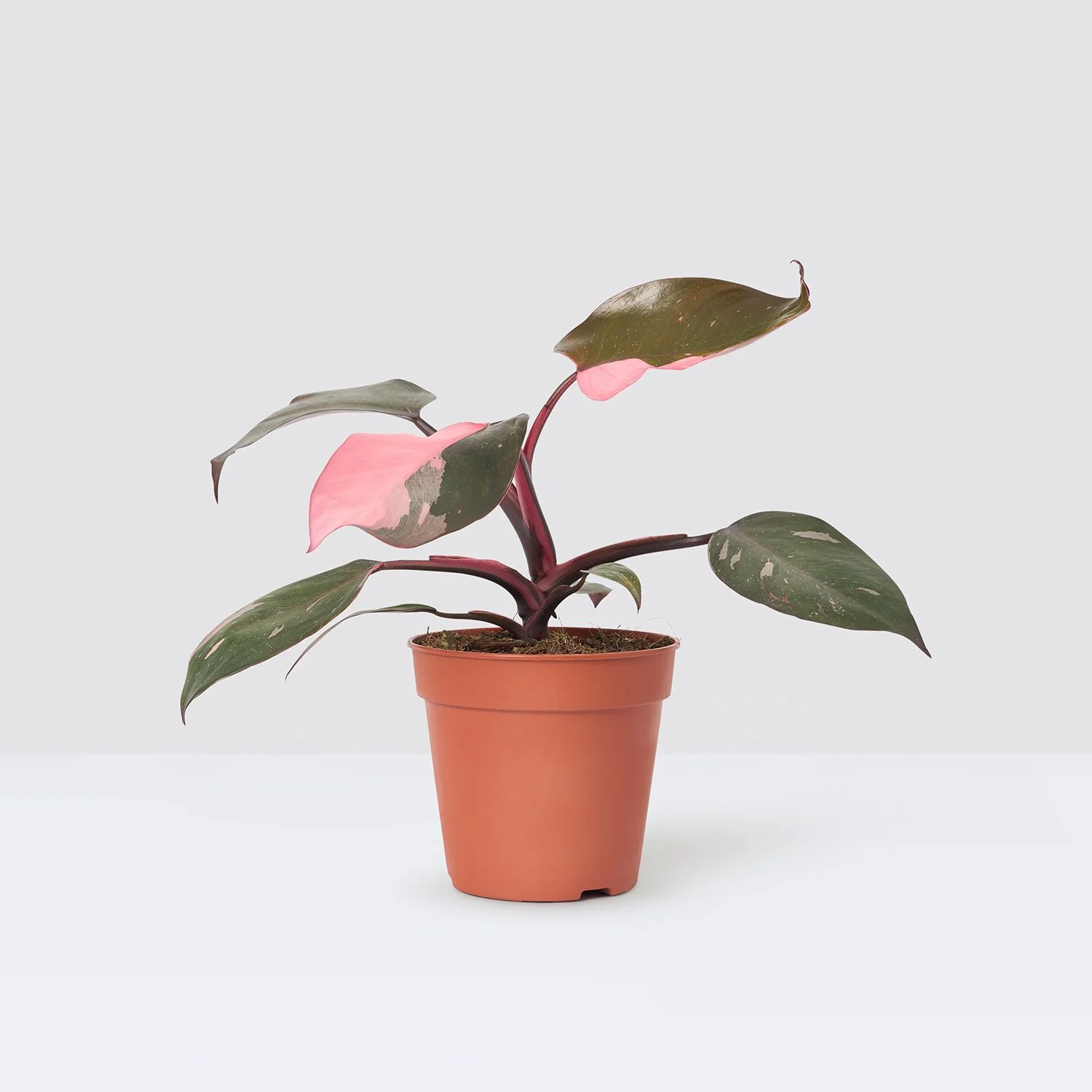 Philodendron-Pink-Princess-defult-