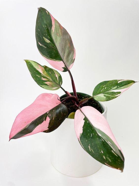 Philodendron-Pink-Princess.jpg
