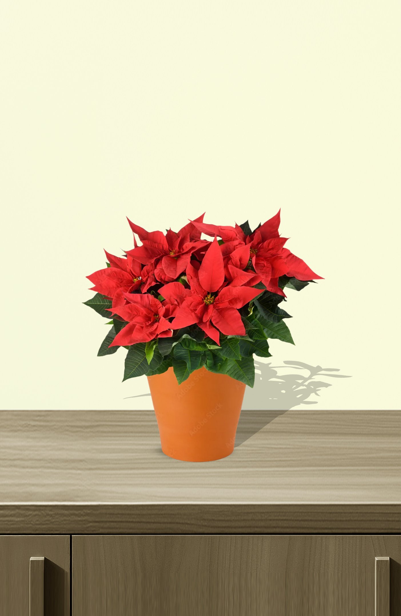 Poinsettia-Red-Iran-1.jpg