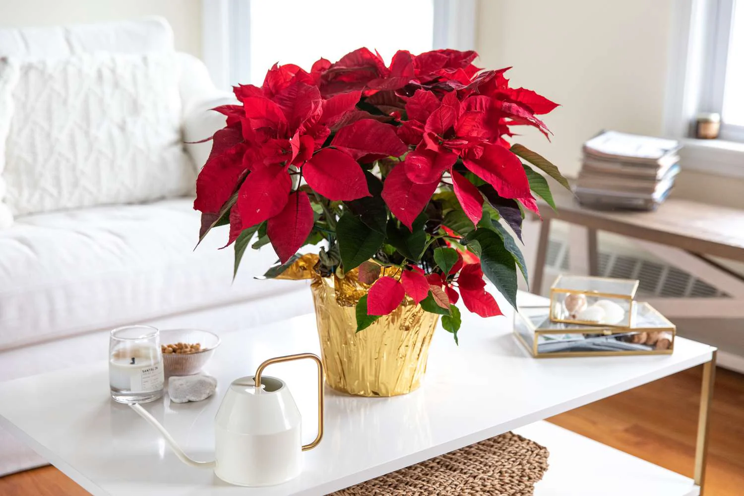 Poinsettia-Red.webp