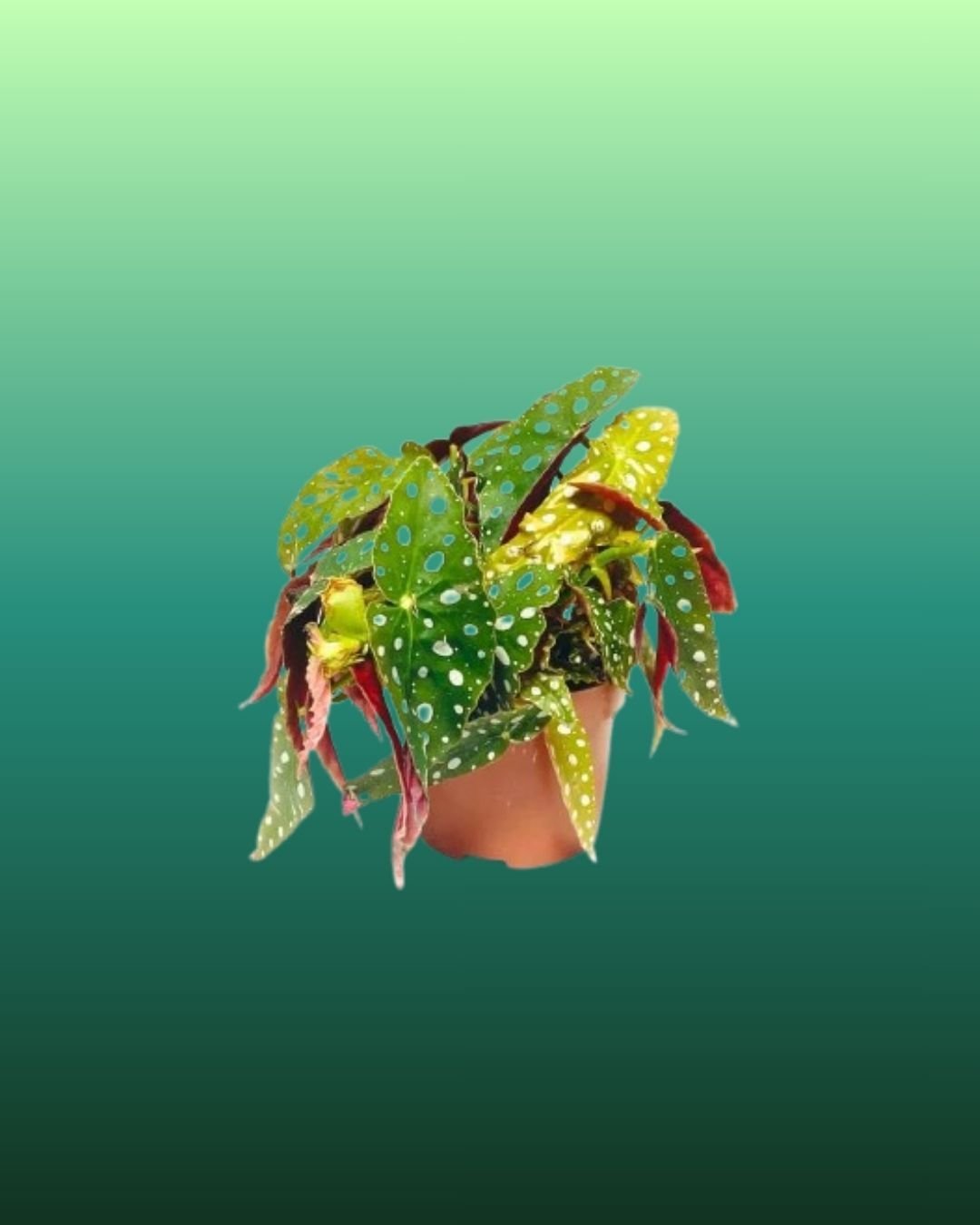 Polka-Dot-Begonia.jpg