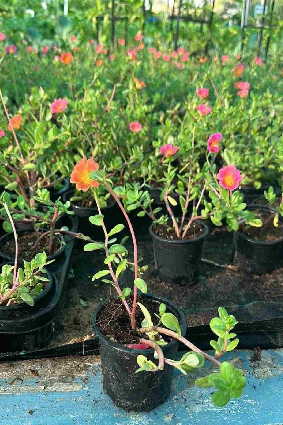 Portulaca_Sun_Jewels-Plantshop_me1.jpg