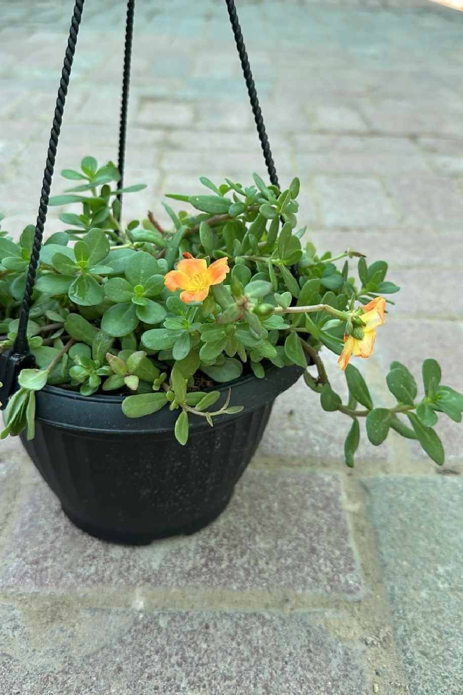 Portulaca_Sun_Jewels_Hanging-.jpg