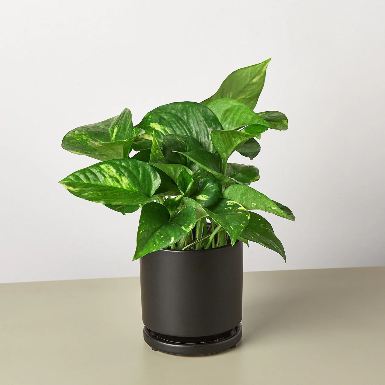 Pre-PottedblackroundPothos_1266x1266.webp