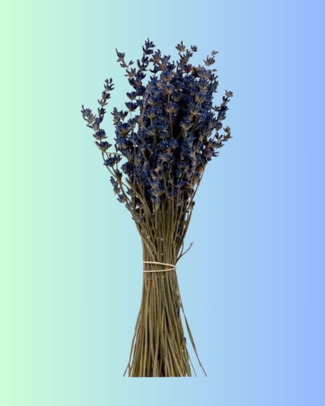 Preserved-Lavender-Flowers.jpg