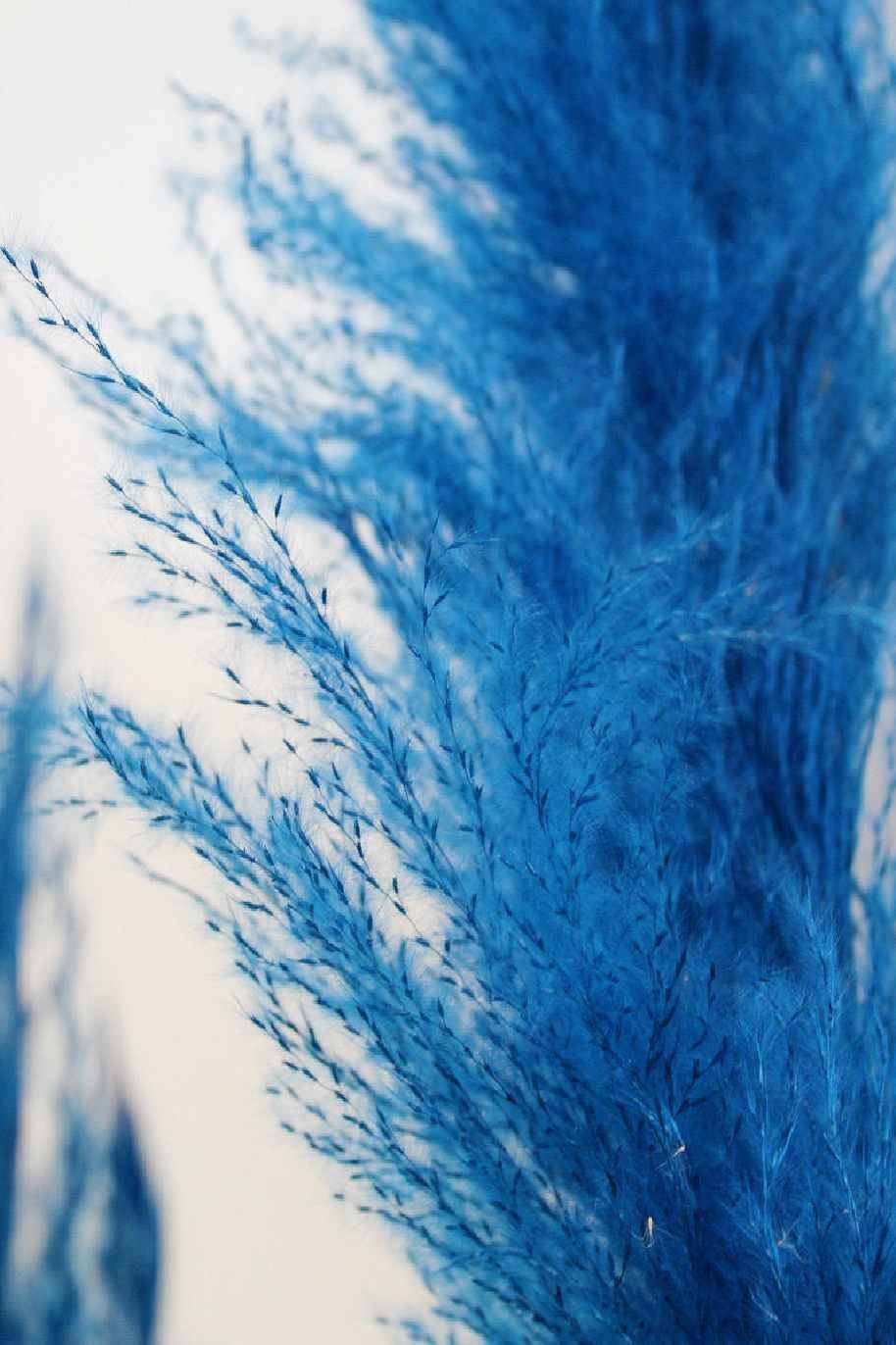Preserved-Pampas-Grass-Dark-Blue.jpg
