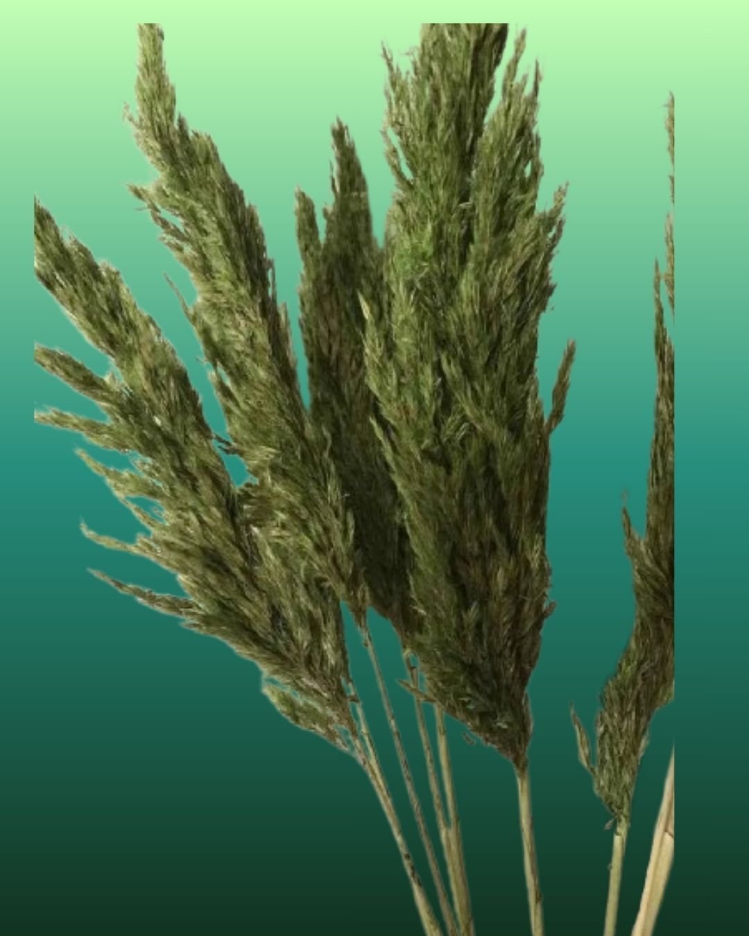 Preserved-Pampas-Grass-Green-1.jpg