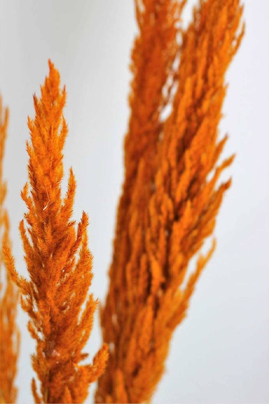 Preserved-Pampas-Grass-Orange.jpg