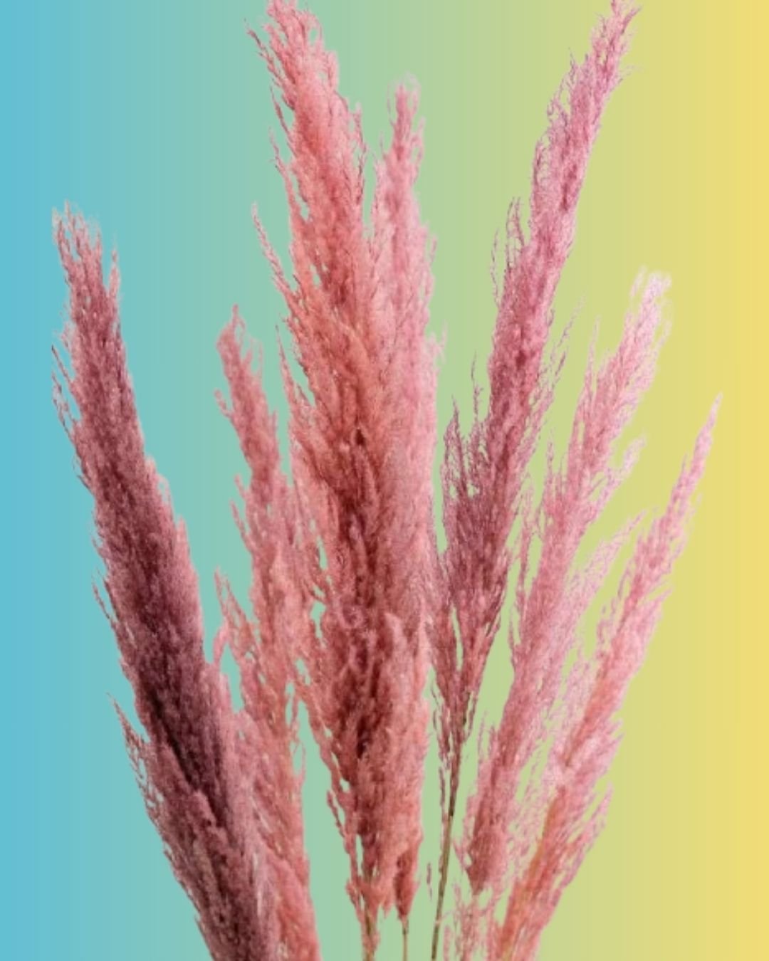 Preserved-Pampas-Grass-Pink-1.jpg