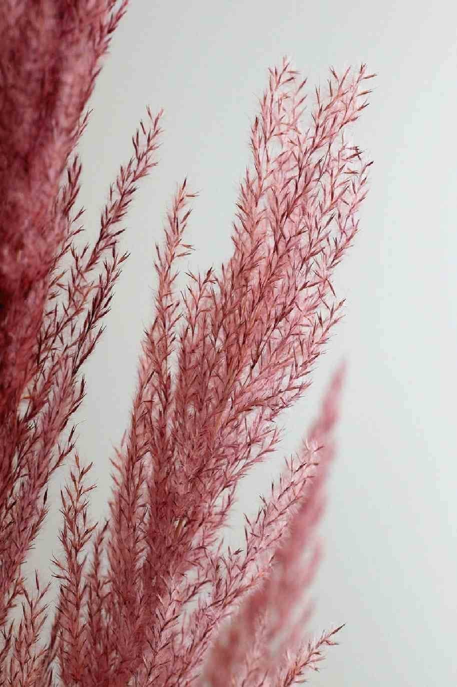 Preserved-Pampas-Grass-Pink.jpg