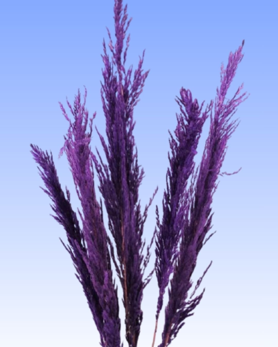 Preserved-Pampas-Grass-Purple.jpg