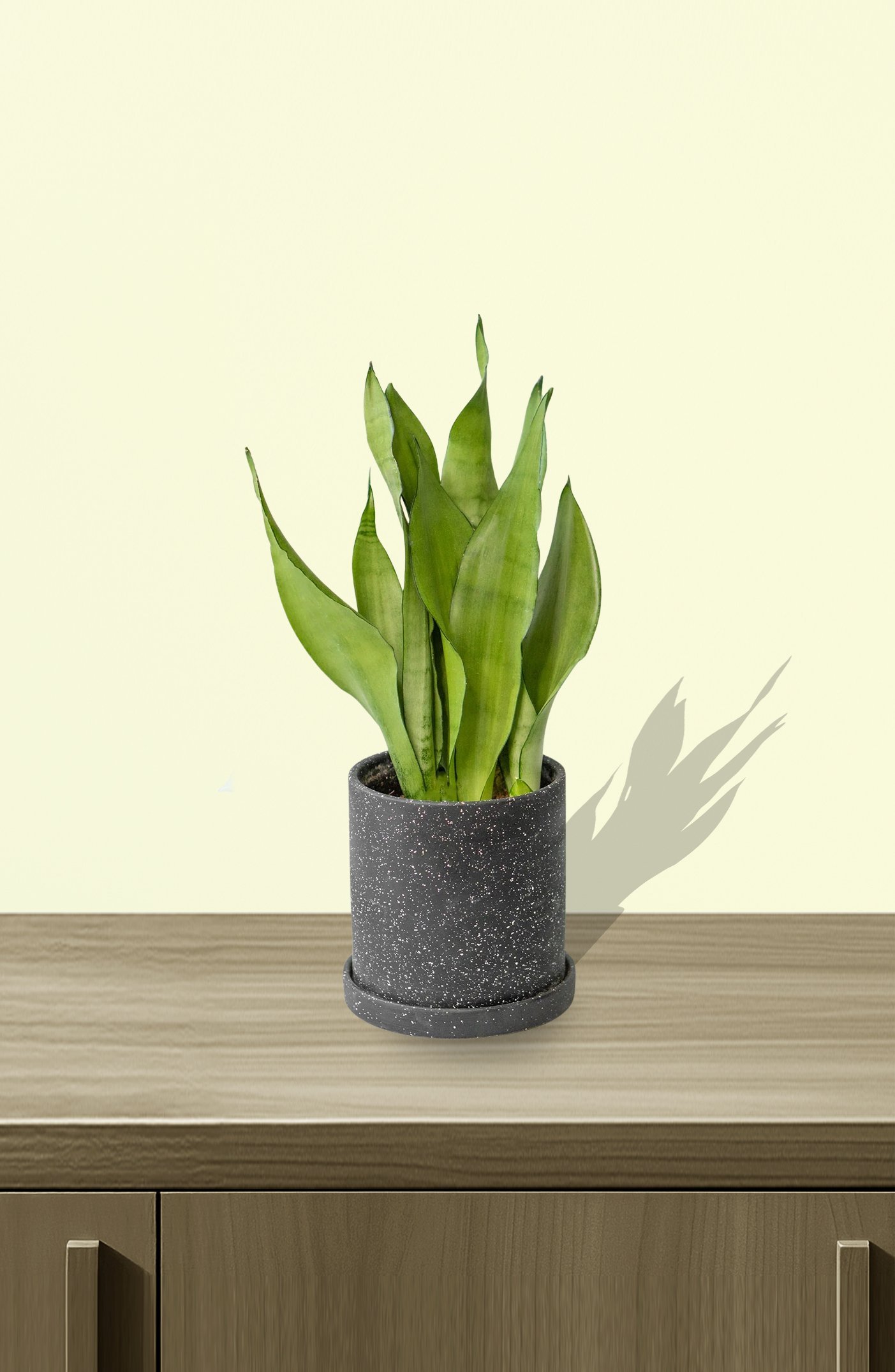 Purchase-Sansevieria-Moonshine.jpg