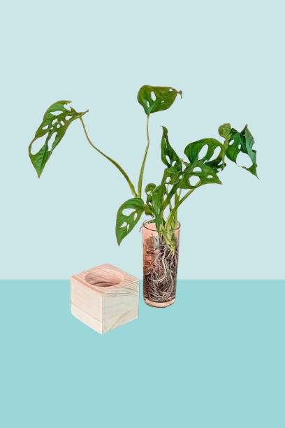Purchase-Swiss-Cheese-Cubo-Plant-1.png