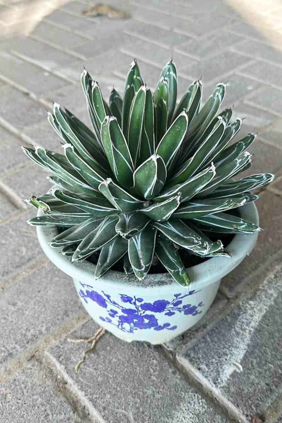 Queen-Victoria-Agave.jpg