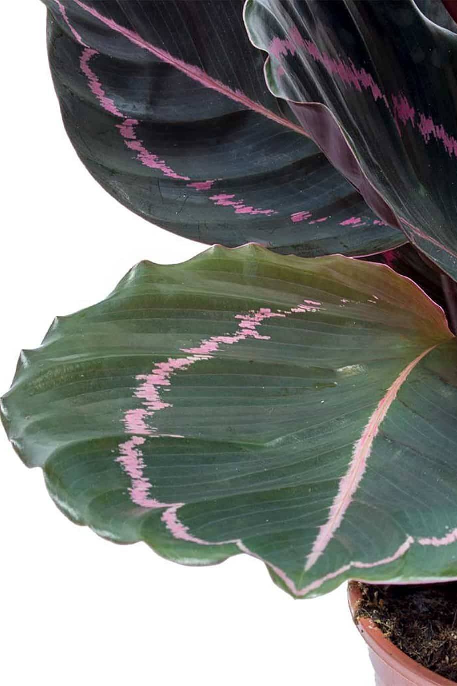 Rose-Painted-Calathea
