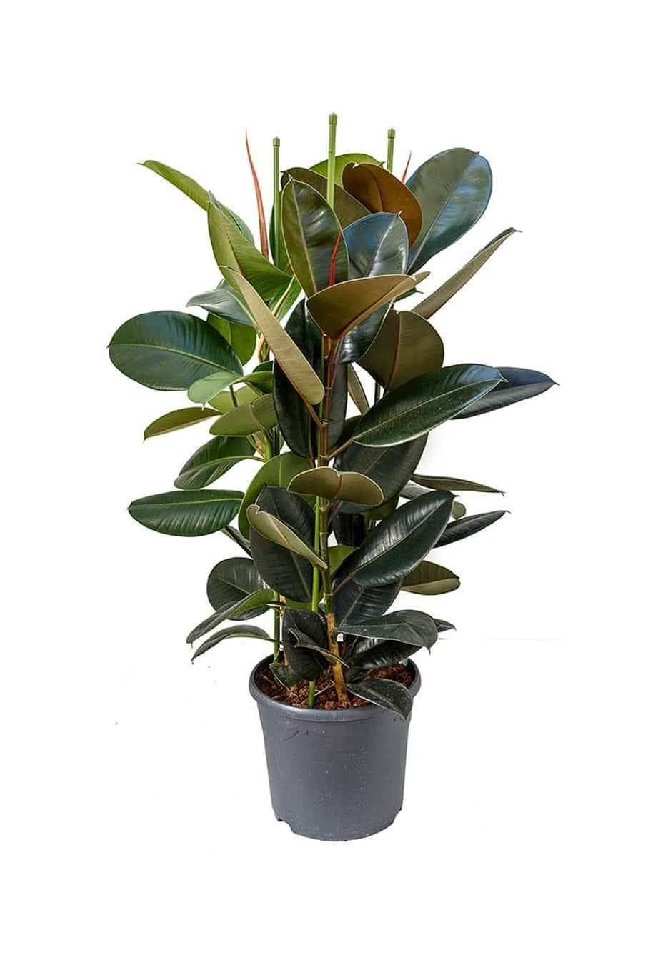 Rubber_Plant_3pp_-_plantshopme.jpg
