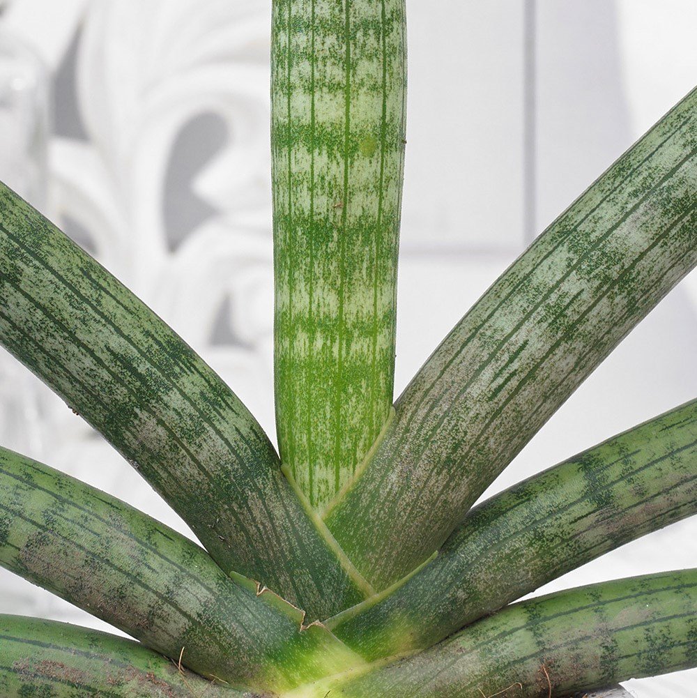 Sansevieria-Motum-Kenya-1.jpg