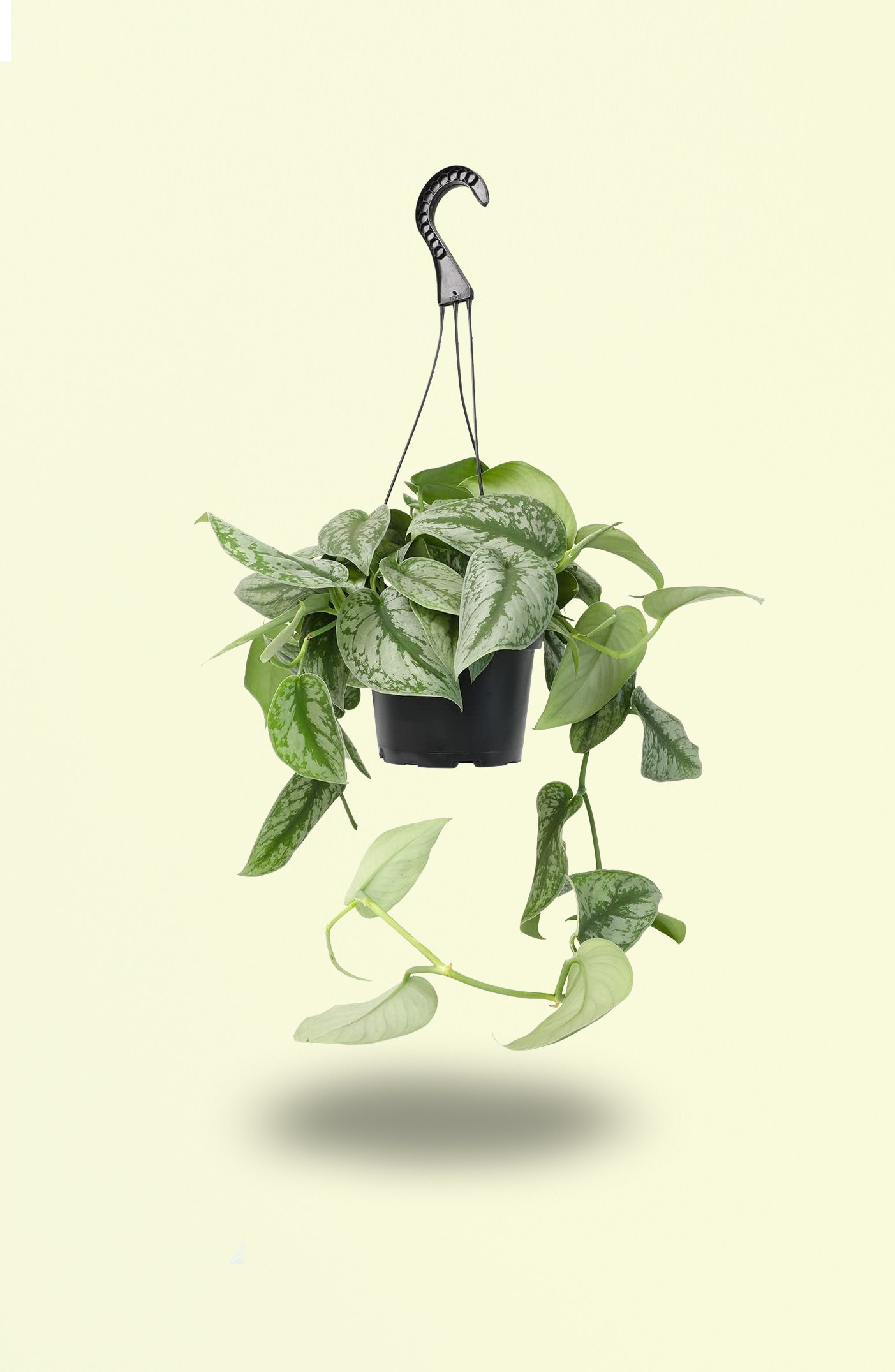 Satin-Pothos-Hanging-1.jpg