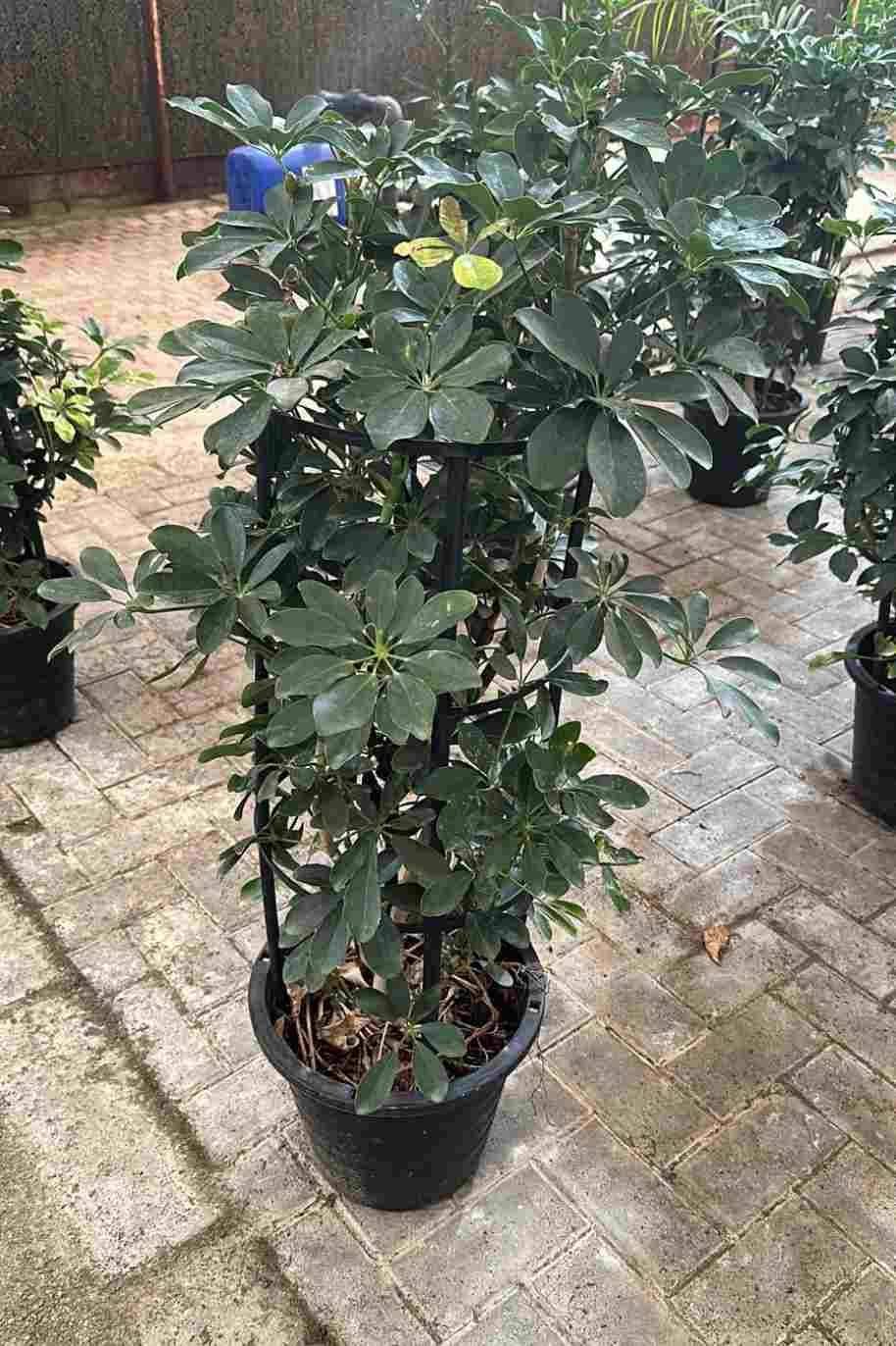 Schefflera-Green.jpg
