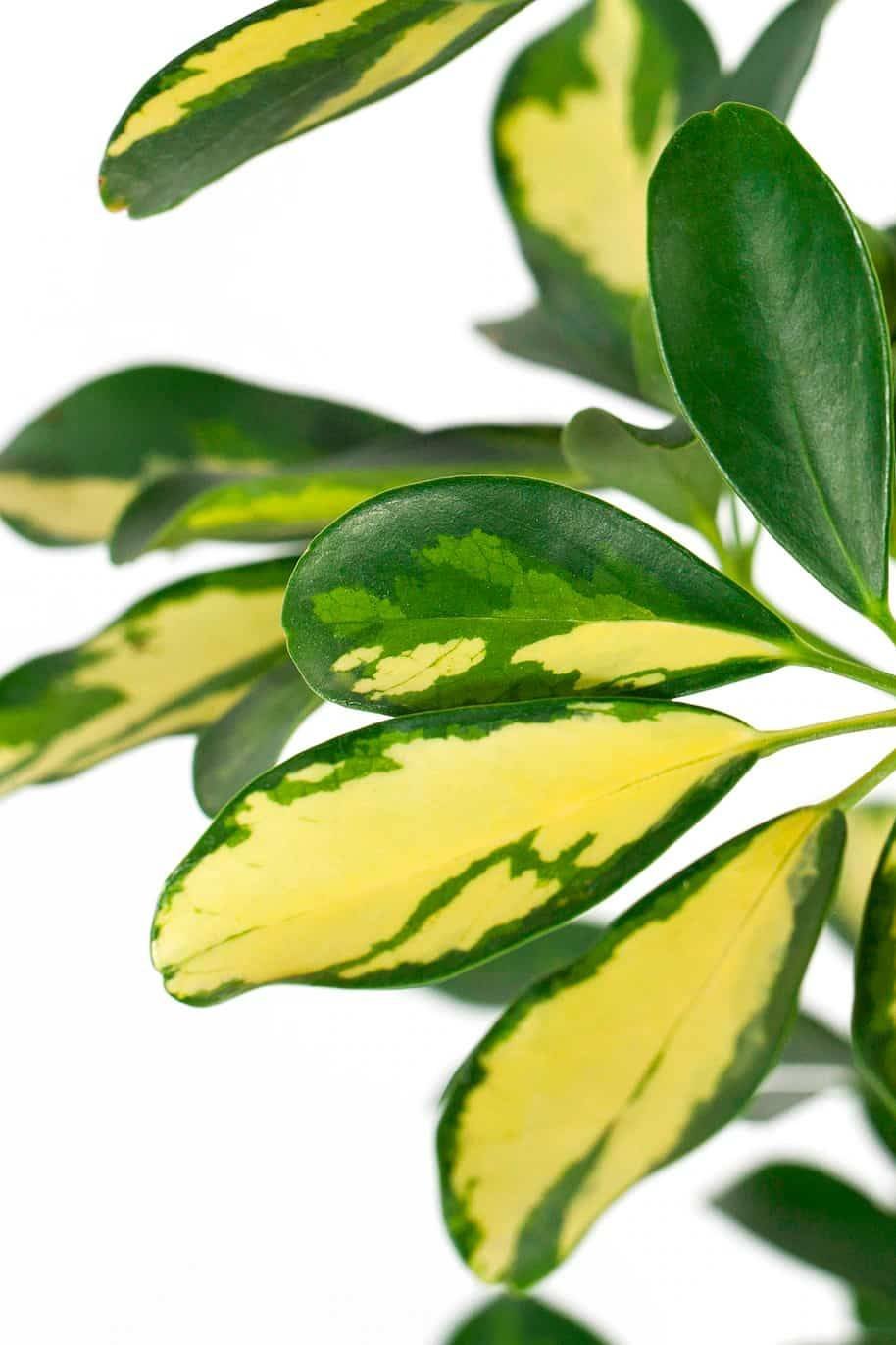 Schefflera_Variegated_-1-_plantshopme.jpg