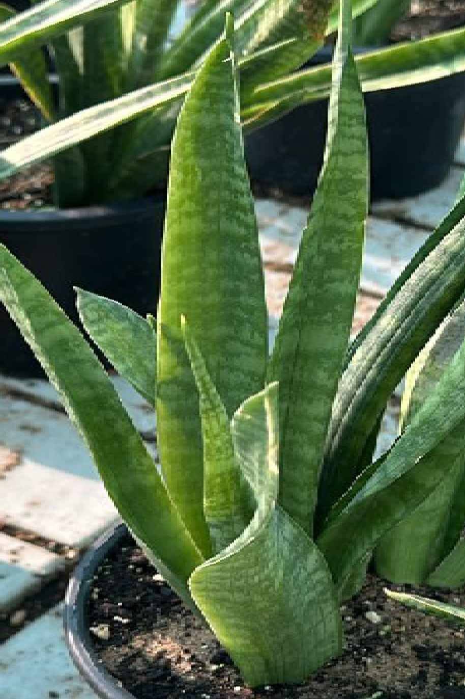 Snake-Plant-Outdoor-Small.jpg