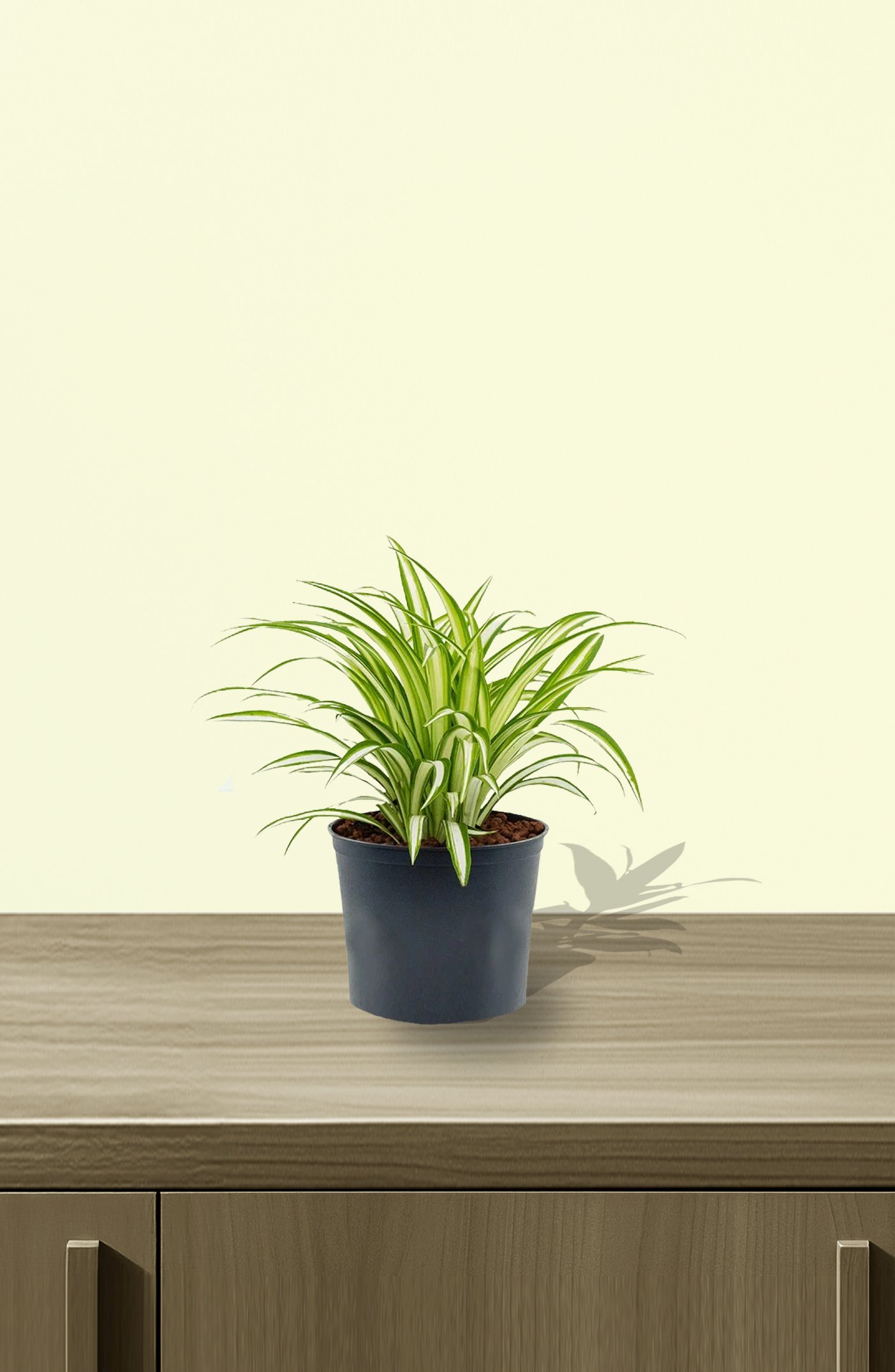 Spider-Plant-Vittatum-1.jpg