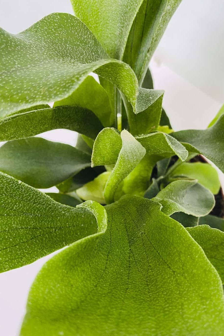 Staghorn_-1-_plantshopme