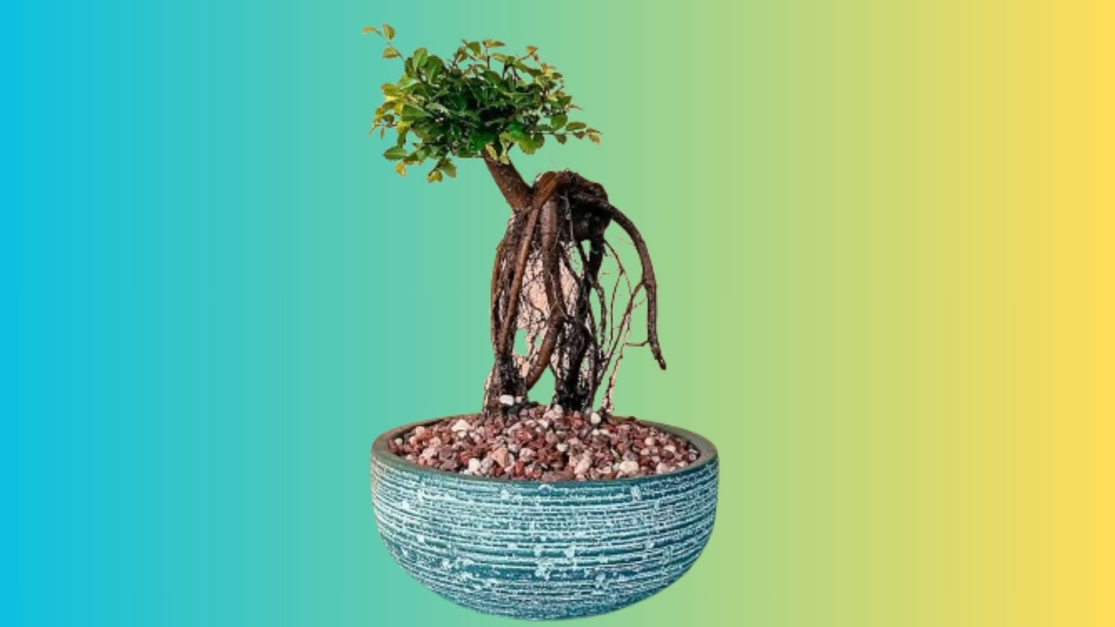 Sweet-Plum-Dwarf-Bonsai.jpg