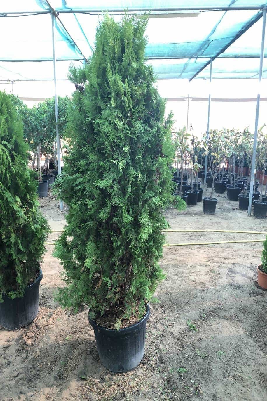 Thuja-1-greenPlantshop_ae.jpg