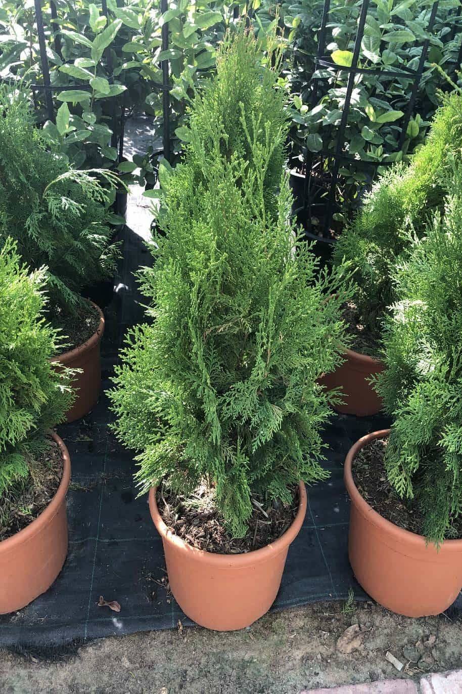 Thuja-1.jpg