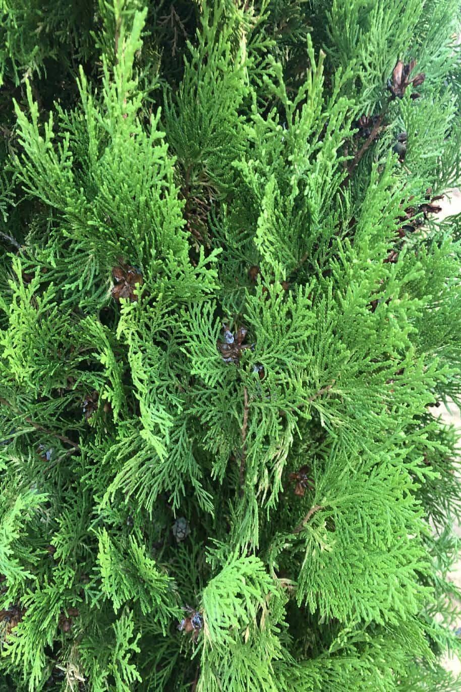 Thuja-3.jpg