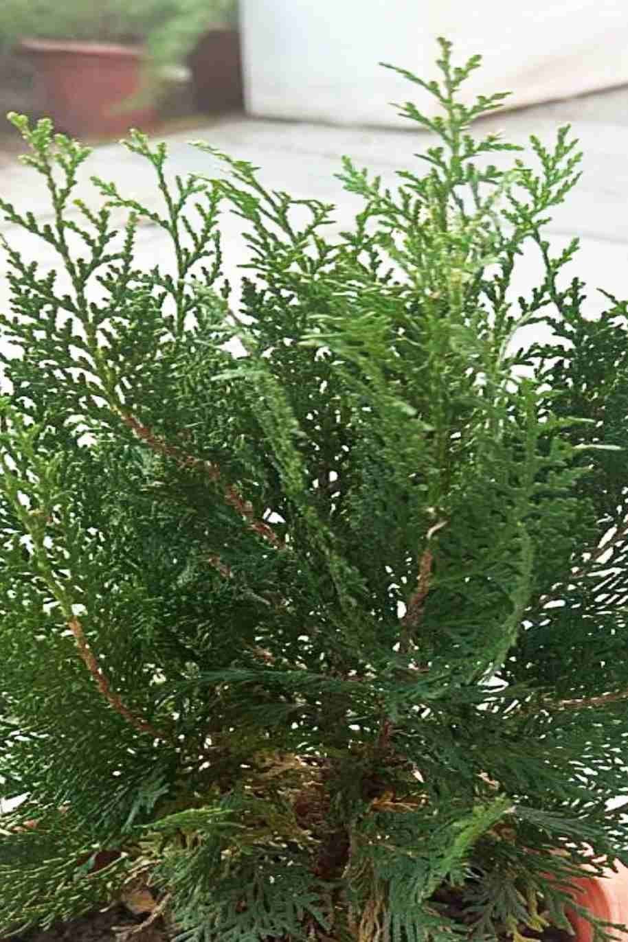 Thuja-Small-Plant.jpg