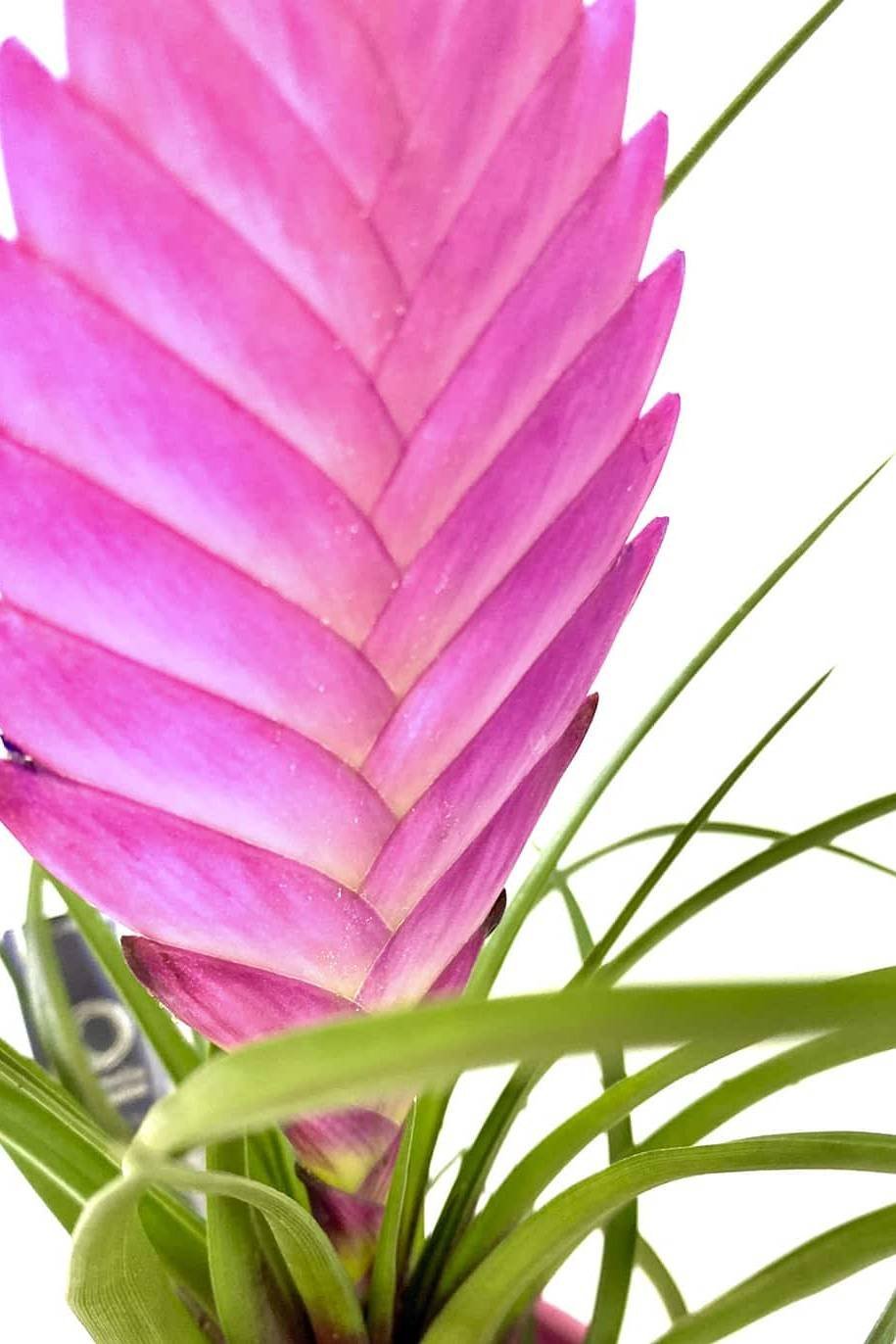 Tillandsia_Cyanea_Pink_Quill-1-plantshopme-1