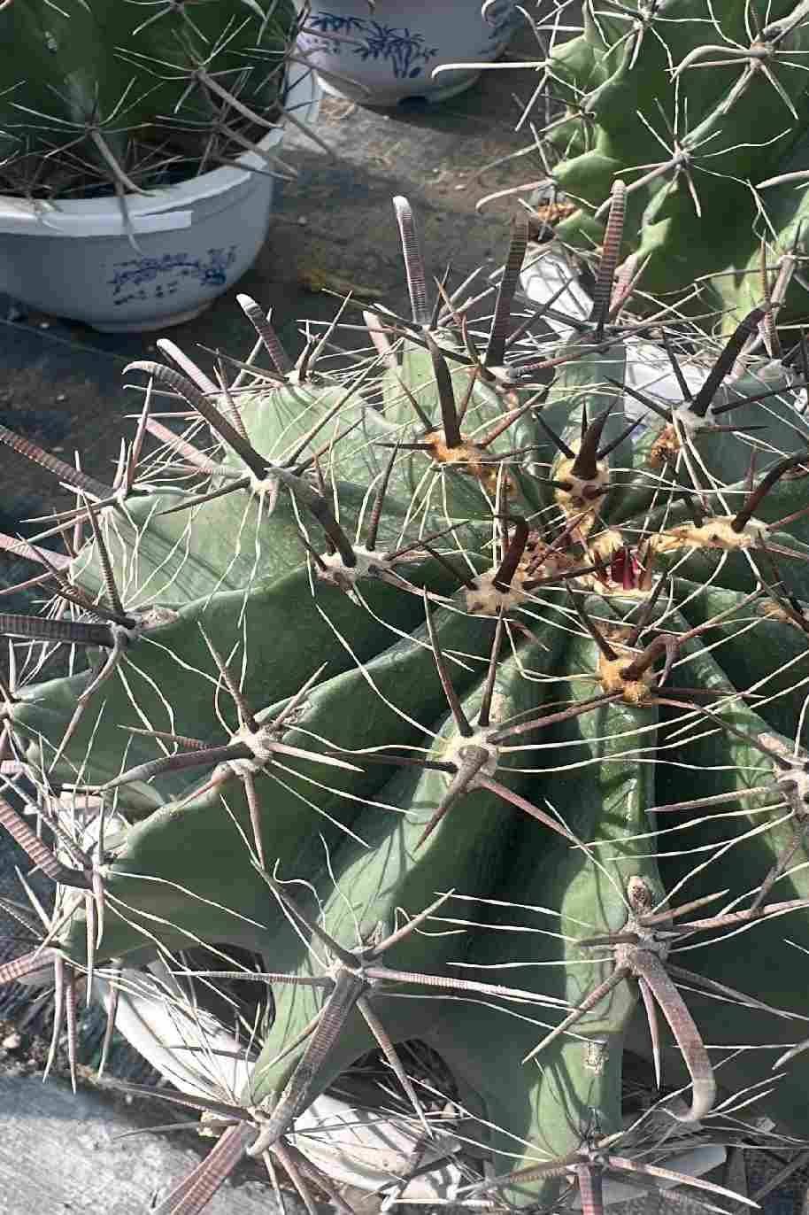 Townsend-Barrel-Cactus.jpg