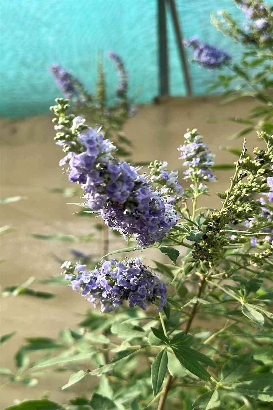Vitex-Agnus-or-Chaste-Tree-Bushy-1.jpg