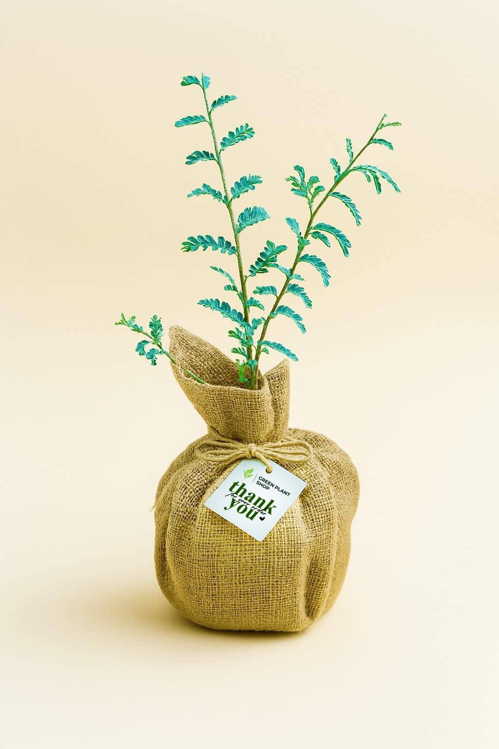 WhatsApp Image 2026-01-28 at 8.04.24 AM