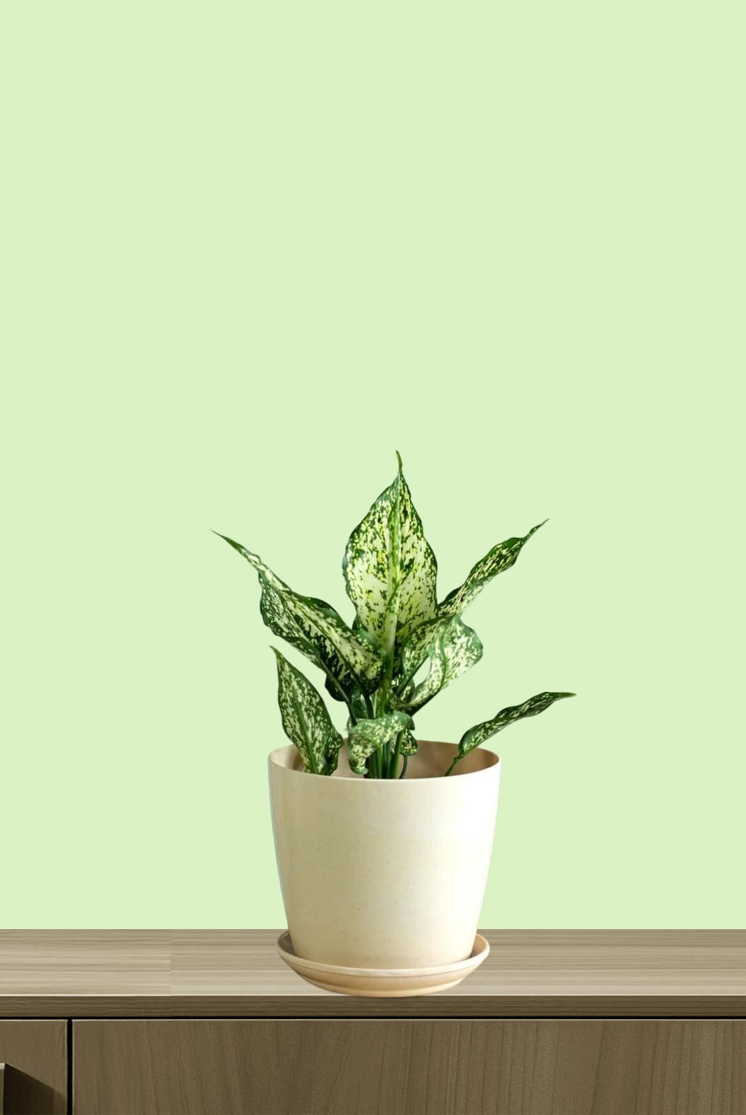 WhatsApp Image 2026-01-29 at 10.54.43 PM