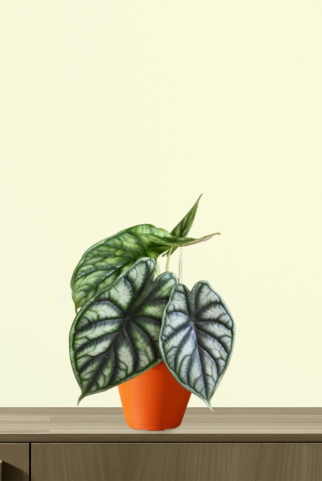 WhatsApp Image 2026-01-30 at 11.20.36 AM