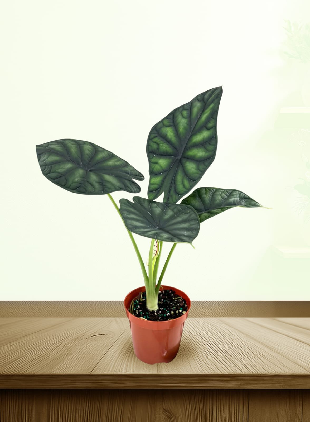 WhatsApp Image 2026-01-30 at 11.43.47 AM